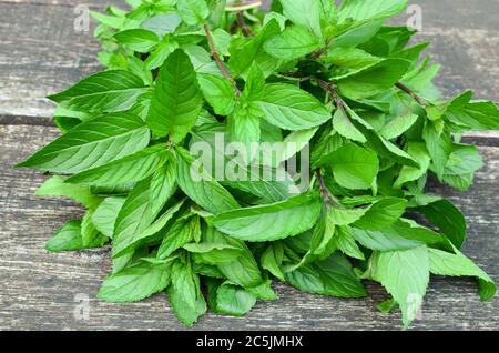 Makroaufnahme von frisch geerntetem Mentha pipperita oder Pfefferminze auf altem Eichentisch Stockfoto