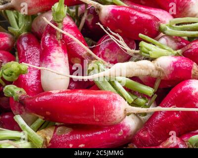 Gewaschen hausgemachten Französisch Frühstück Radieschen Stockfoto