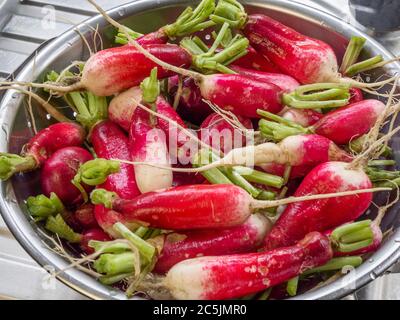 Gewaschen hausgemachten Französisch Frühstück und Sparkler Vielfalt Radieschen in einem Sieb auf einem Küchenabscheider Stockfoto