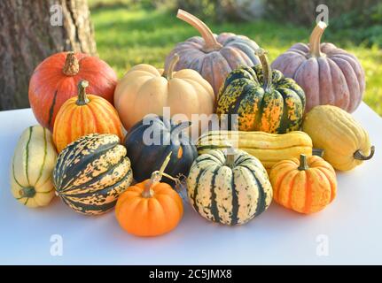 Winter Squashes Kollektion im Garten. Herbstfüßer Stockfoto