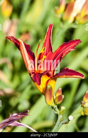 Hemerocallis 'Stafford' eine frühlingsblühende Pflanze, die allgemein als Taglilie bekannt ist Stockfoto