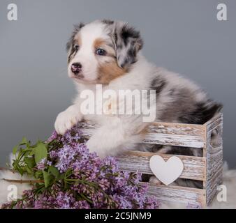 Red Merle Australian Shepherd Welpen Flieder Blumen Stockfoto