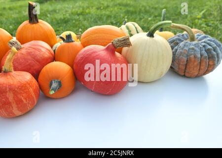 Kürbisse und Sausepfeifer ernten im Garten Stockfoto