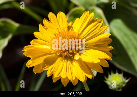 Gaillardia x grandiflora Mesa Peach gelb eine im Frühling Sommer blühende Pflanze, die allgemein als Decke Blume bekannt ist Stockfoto