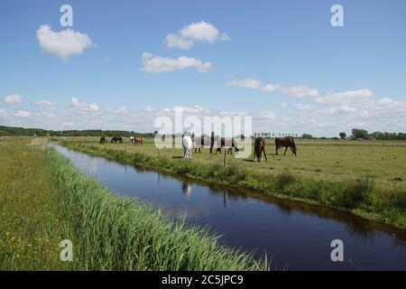 Weidelandschaft. Pferde grasen im Mai in den Niederlanden auf der Wiese. In der Nähe des Dorfes Bergen in Nordholland. Stockfoto