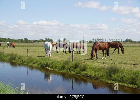 Weidelandschaft. Pferde grasen im Mai in den Niederlanden auf der Wiese. In der Nähe des Dorfes Bergen in Nordholland. Stockfoto