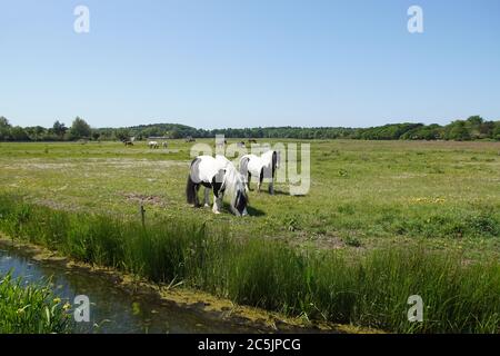 Weidelandschaft. Gypsy Vanners Pferde grasen auf der Wiese im Mai in den Niederlanden. In der Nähe des Dorfes Bergen und den Dünen Stockfoto