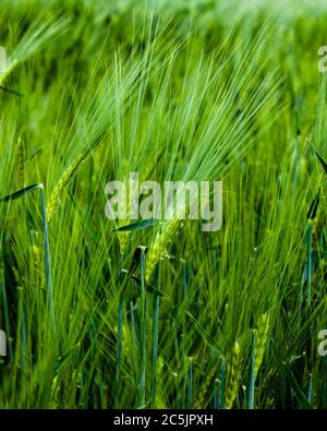 Grüne Roggen-Spitzen wachsen im Feld. Stockfoto