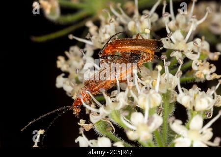 Kardinalkäfer (Pyrochroa coccinea) rotköpfigen Insekt, die auf einer frühlingshaften Sommerblume paaren Stockfoto