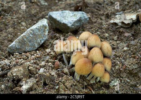 Essbare Pilz Coprinellus micaceus wächst neben einer Waldstraße im Laubwald. Auch bekannt als Glimmer Kappe, glänzende Kappe und glitzernde inky Kappe. Stockfoto