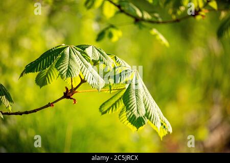 Rosskastanienblatt im Frühjahr (Aesculus hippocastanum) Stockfoto