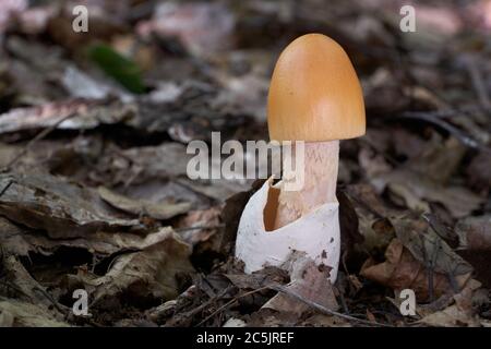 Essbarer Pilz Amanita crocea wächst in den Blättern im Laubwald. Auch bekannt als Saffron Ringless Amanita. Natürliche Umgebung. Stockfoto