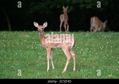 Whitetailed Hirschfawn im Vordergrund mit Twin Fawn und Hirschhintergrund n einem offenen Feld im Sommer Stockfoto