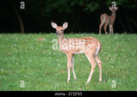 Whitetailed Hirschfawn im Vordergrund mit Twin Fawn und Hirschhintergrund n einem offenen Feld im Sommer Stockfoto