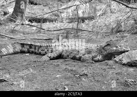 Ein schweizer Renaturierten die calc-Hügel und Löcher in Mombasa in einem wunderbaren Wildlife Reserve Stockfoto