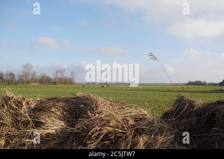 Schilf mit Blick auf die Wiesen und Pferde in den Niederlanden, in der Nähe des Dorfes Bergen im Winter. Stockfoto