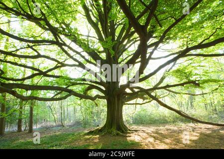 Reife Buche, Fagus sylvatica, Surrey, UK Stockfoto