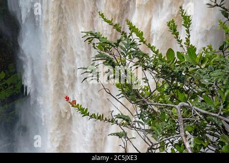 Kaieteur Falls am Potaro River im Kaieteur National Park, Guyana, Südamerika. Größter Wasserfall der Welt in Höhe und Volumen Stockfoto