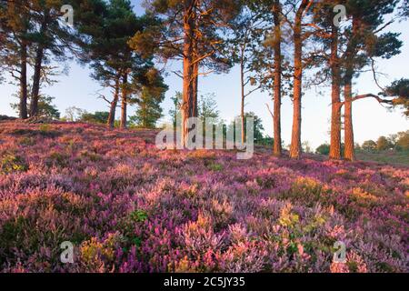 Devil's Punchbowl, Surrey, Großbritannien. Heide mit schottischen Kiefern. Stockfoto