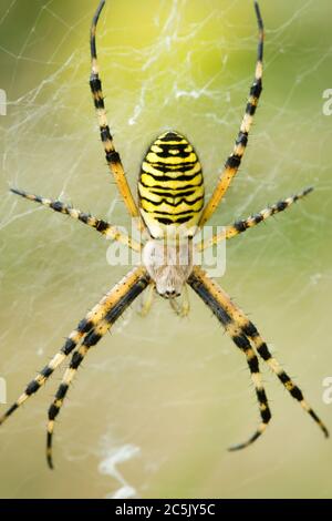 Wespenkinne, Argiope bruennichi, Großbritannien. Weiblich. Stockfoto