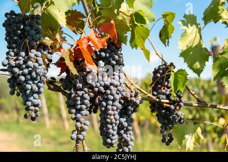 The Trauben are reif and saftig and can have need. Es gibt einen herrlichen Wein Stockfoto