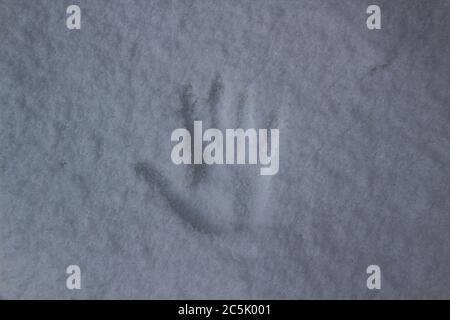 Ein Handprint im Schnee Stockfoto