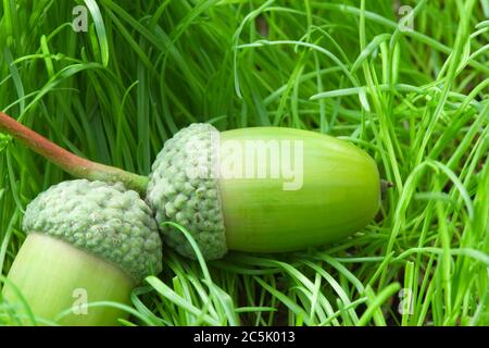 Eicheln. Eiche, Quercus. GROSSBRITANNIEN. Stockfoto
