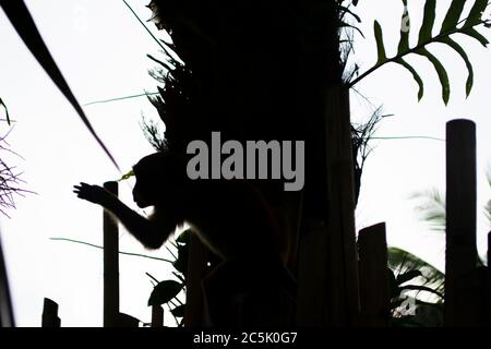 Makaken-Affen, die in Railay, Krabi, an einem Zaun entlang klettern. Thailand Stockfoto