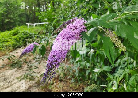 Nahaufnahme der Blüten einer Buddleja davidii, auch Sommerflieder, Schmetterlingsbusch oder Orangenauge genannt. Stockfoto