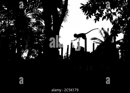 Makaken-Affen, die in Railay, Krabi, an einem Zaun entlang klettern. Thailand Stockfoto