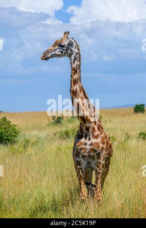 Giraffe Masai (Giraffa camelopardalis tippelskirchii). Masai Giraffe im Masai Mara National Reserve, Kenia, Ostafrika Stockfoto