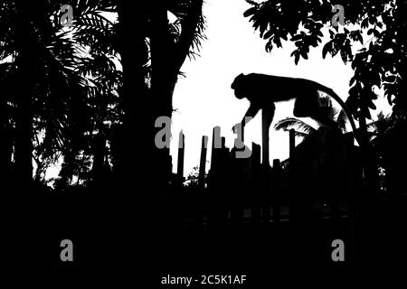 Makaken-Affen, die in Railay, Krabi, an einem Zaun entlang klettern. Thailand Stockfoto