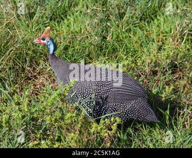 Behelmeted Guineafowl (Numida meleagris), Masai Mara National Reserve, Kenia, Ostafrika Stockfoto