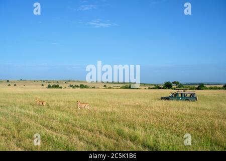 Lion (Panthera leo). Lioness Walking vor Touristen in einem Safari-Fahrzeug, Masai Mara National Reserve, Kenia, Afrika Stockfoto