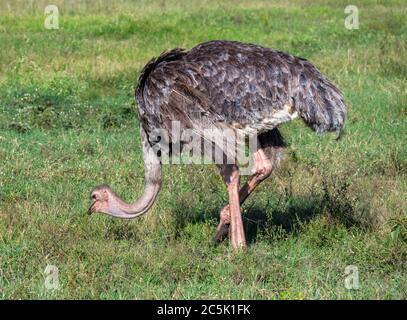 Strauß (Struthio camelus). Straußenweibchen, Masai Mara National Reserve, Kenia, Ostafrika Stockfoto
