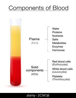 Infografik zu den Komponenten des Blutes. Reagenzglas mit zentrifugierten Plasma und festen Komponenten - die roten und weißen Blutkörperchen und Thrombozyten. Stockfoto