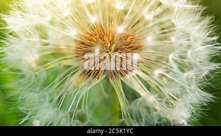 MakroLöwenzahn Blütenkopf mit Samen und Sonnenlicht. Stock Foto. Stockfoto