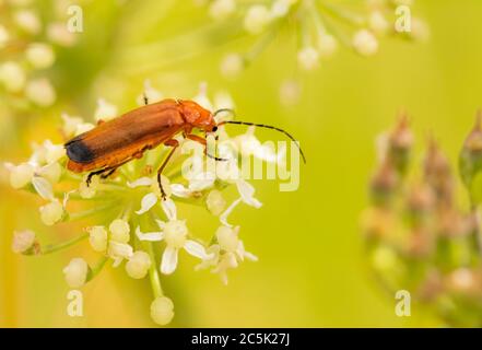 Roter Soldatenkäfer, Rhagonycha fula, Rhagonycha, auf einer Blume auf dem britischen Land sitzend, Juli 2020 Stockfoto