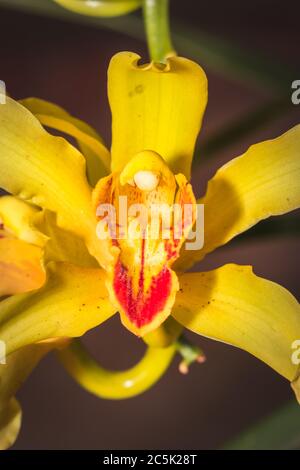 Gelbe Cymbidium Orchideen im Orchideengarten Stockfoto