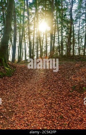 Am späten Nachmittag scheint die Sonne durch Bäume in einem Wald Stockfoto