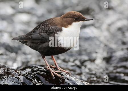 White-Throated Dipper, auf einem Felsen im Bergfluss mit Wasser im Hintergrund. Stockfoto