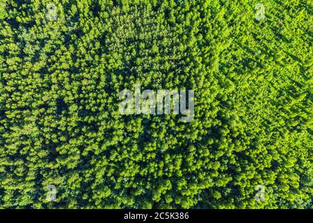 Luftaufnahme von oben auf Sommer grünen Bäumen im Wald. Drohnenfotografie Stockfoto