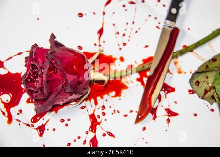 Eine blutige Rose mit dem Messer auf weißem Hintergrund. Eine Burgunderrose und ein Messer im Blut Stockfoto