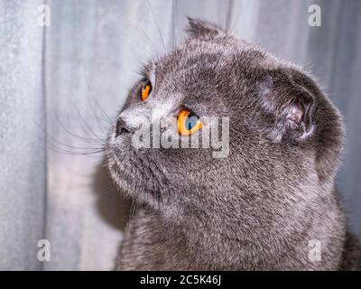 Ansicht einer Falte schottische Katze mit orangen Augen. Stockfoto