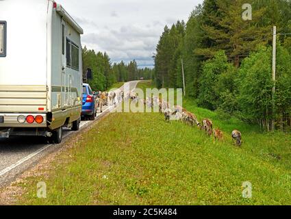 Transport und Rentierherde auf der Forststraße in Finnisch-Lappland Stockfoto