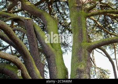 Sehr große und alte Eiche mit ihren vielfachen Stämmen und Flechten bedeckten Rinde. Einige der Äste sind abgeschnitten. Stockfoto