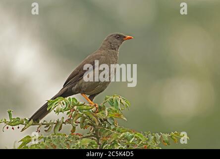 Große Thrush (Turdus fuscater gigas) Nach oben auf Bush Bogota, Kolumbien November gehockt Stockfoto