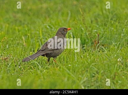 Große Thrush (Turdus fuscater gigas) Erwachsenen auf dem feuchten Gras Bogota, Kolumbien November Stockfoto