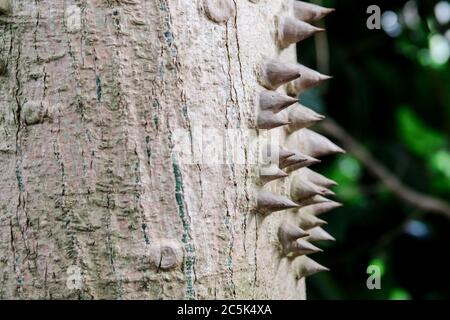 Nahaufnahme der großen Ähren, die auf einem großen tropischen Baum, Ceiba speciosa, zu sehen sind. Stockfoto