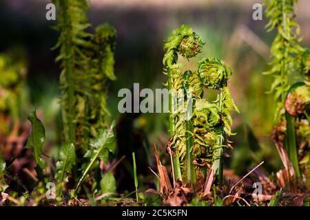 Junge Sprossen eines Farns ähnlich einer Familie, in der untergehenden Sonne auf einem verschwommenen Hintergrund, Bild: Mama, Papa und Kinder. Stockfoto